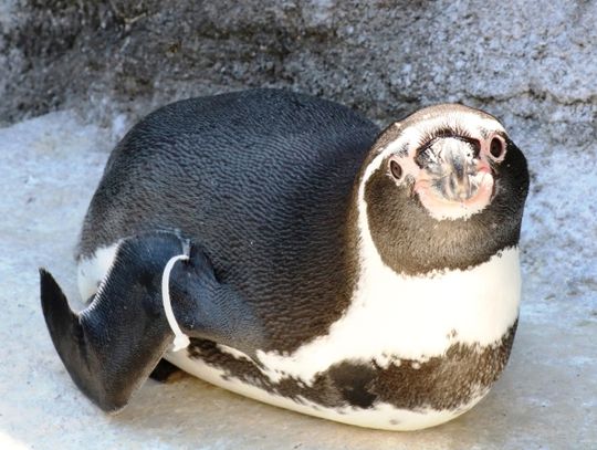 Znamy już płeć i imię pierwszego śląskiego pingwina