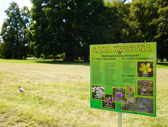 Zniknęła kolorowa łąka na Floriańskiej. Czy mieszkańcy Chorzowa mają powody do zmartwień?