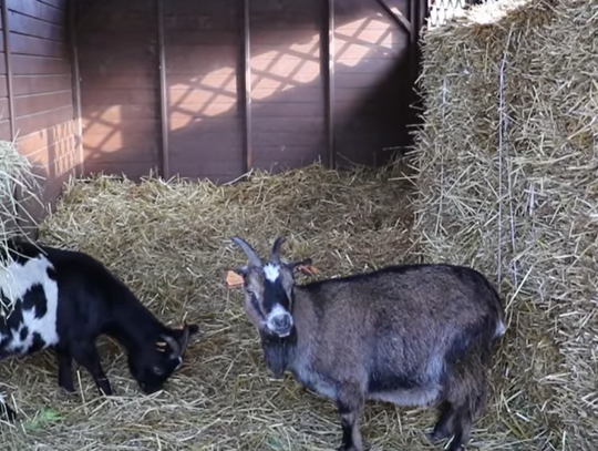 Zobaczcie jak wygląda żywa szopka w Śląskim ZOO [WIDEO]