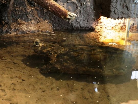 Żółw ze Śląskiego zoo ma przebudowane i zmodernizowane terrarium