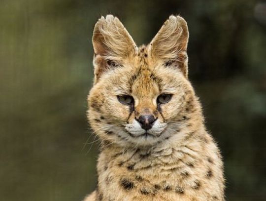 Zoo ma nowego mieszkańca