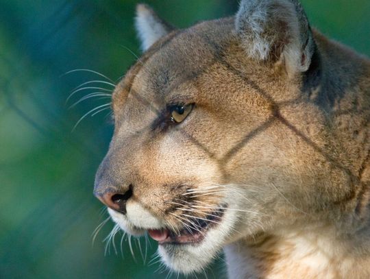 Zoo potwierdza informacje o przekazaniu pumy