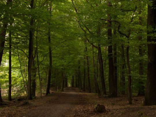 Zoo świętuje Dzień Lasu