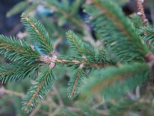 Zoo ws. choinek: "nie możemy ich przyjąć"