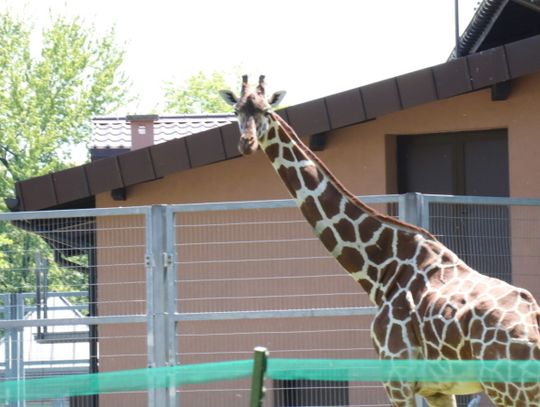 Żyrafa maskotką World Athletics Relays