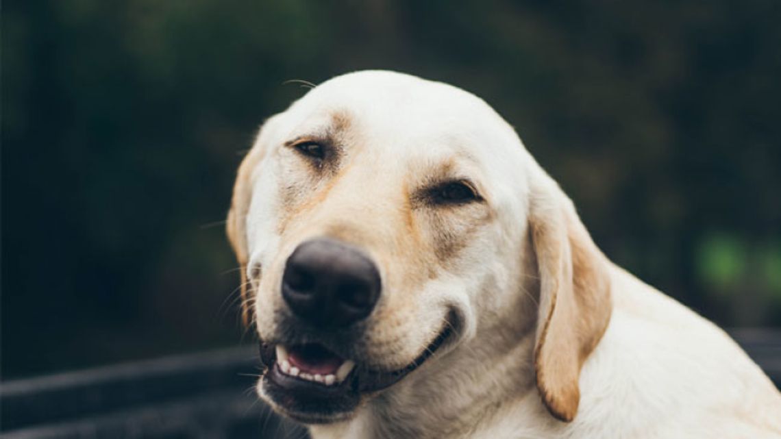 1 lipca zabierz w podróż psa!