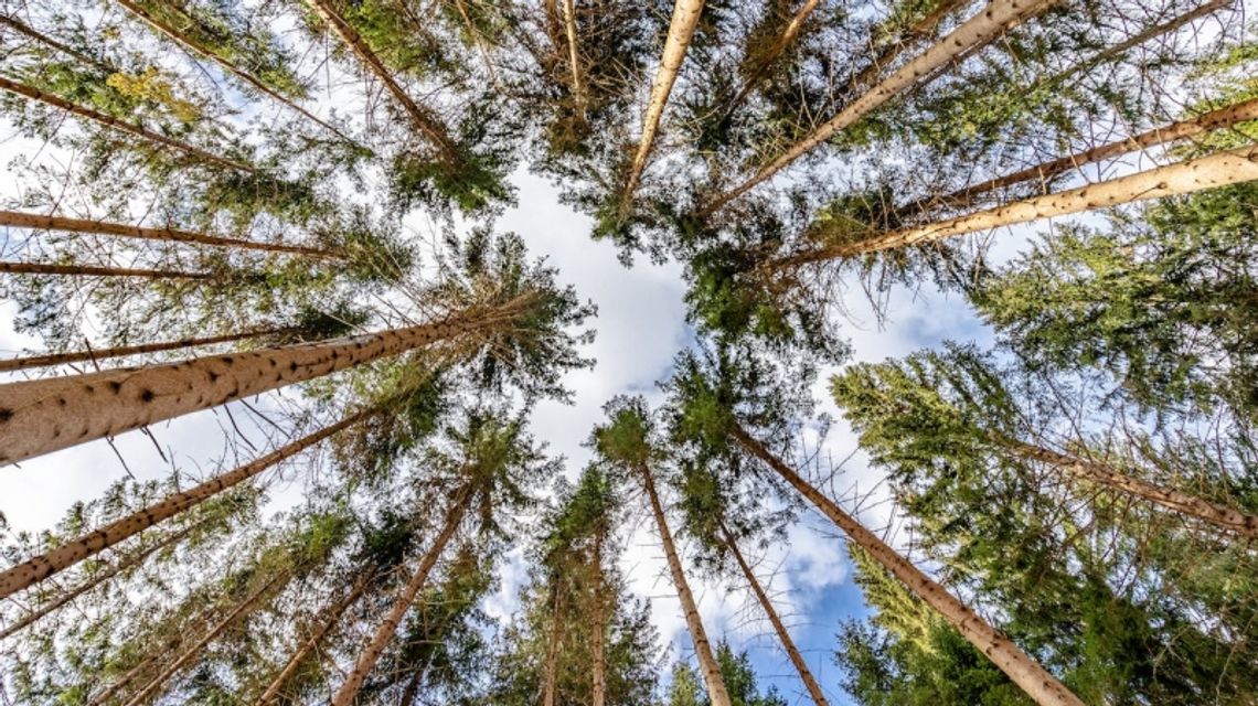 5 powodów, dla których spacer po ścieżce w koronach drzew w Karkonoszach to idealny weekendowy wypad