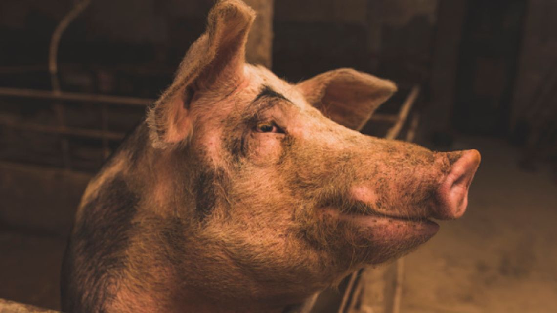 Afrykański pomór świń Afrykański pomór świń