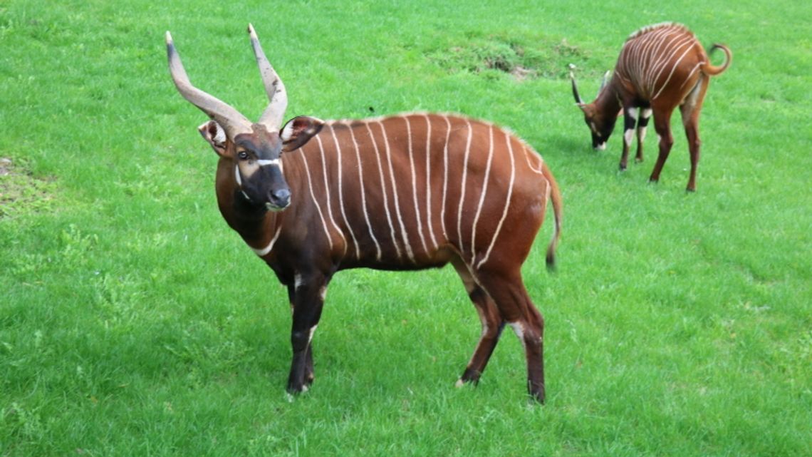 Antylopy bongo zamieszkały w śląskim zoo