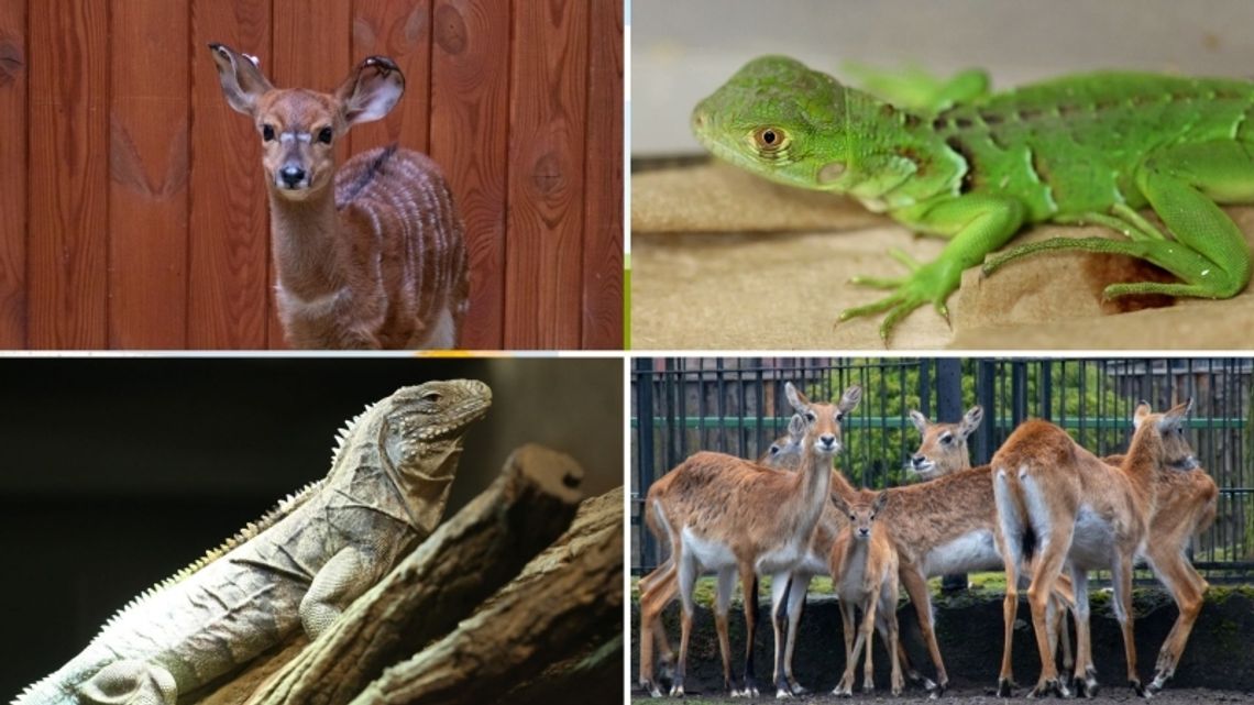 Baby boom w chorzowskim zoo. Na świat przyszli przedstawiciele kilku gatunków