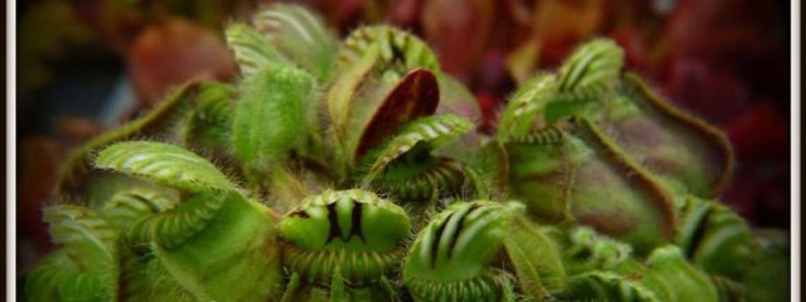 Carnivorous Plants w Śląskim Ogrodzie Zoologicznym