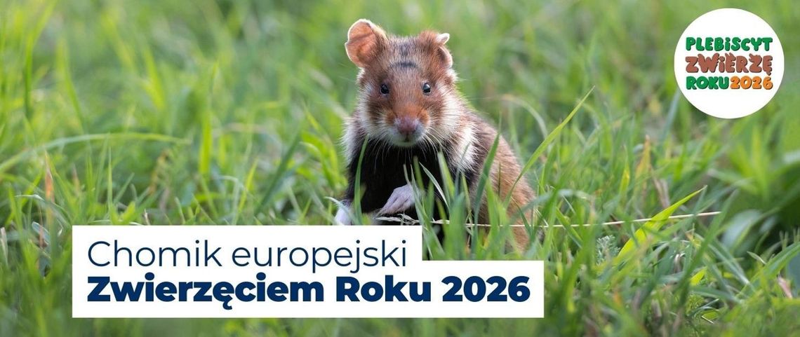 Chomik europejski Zwierzęciem Roku 2026! Spotkacie go m. in. na Śląsku Chomik europejski Zwierzęciem Roku 2026! Spotkacie go m. in. na Śląsku