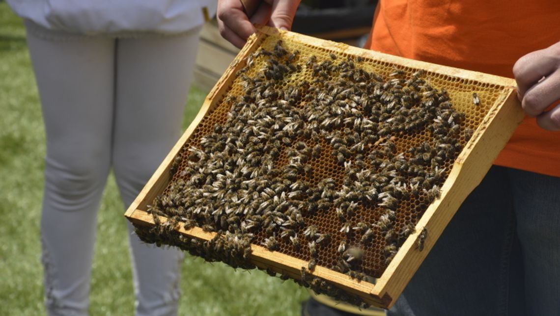 Chorzów miodem płynący Chorzów miodem płynący