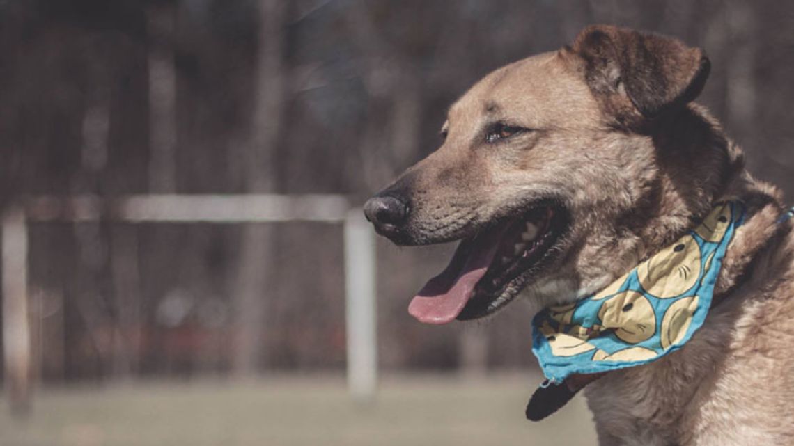 Chorzów pomaga zwierzakom w najtrudniejszym okresie roku