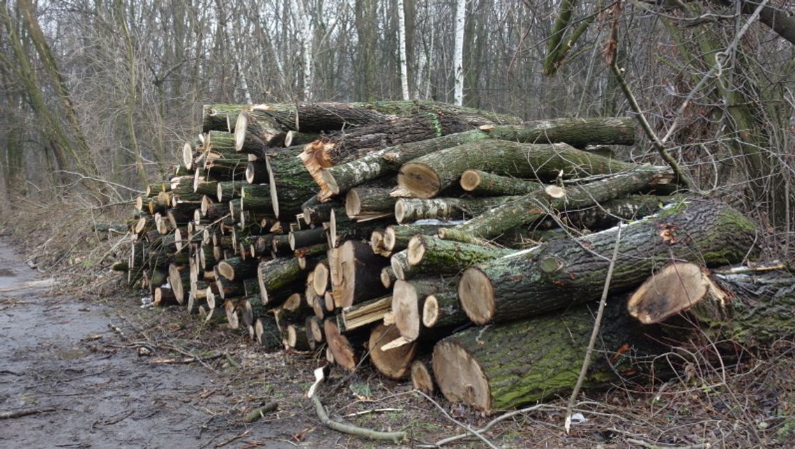 Chorzowscy radni interweniują w sprawie... Góry Hugona! Chorzowscy radni interweniują w sprawie... Góry Hugona!