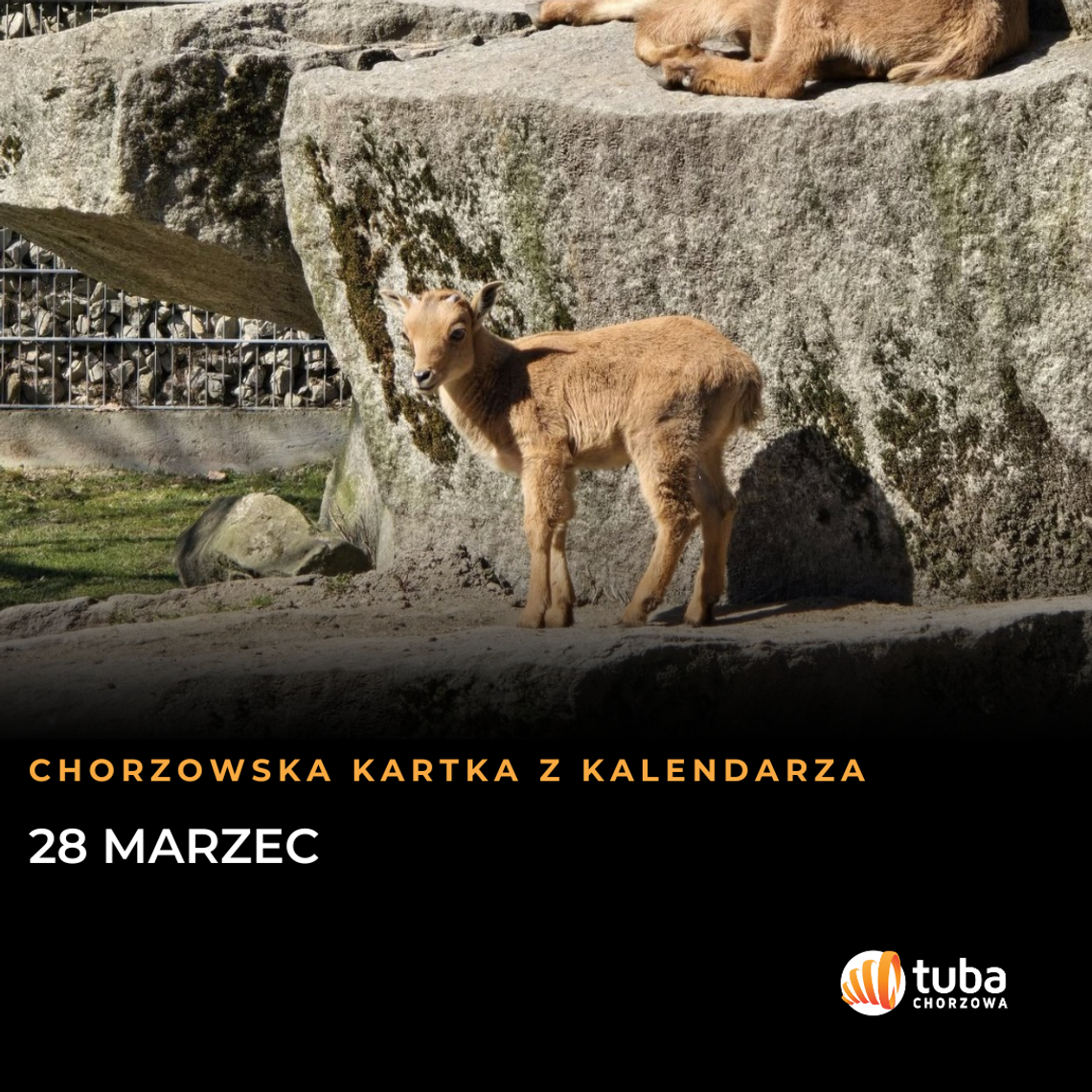 Chorzowska Kartka z Kalendarza - 28 marzec: Niedokończone derby, narodziny w ZOO i wielka rocznica w Teatrze. A dziś Jarmark na Bocznej! Chorzowska Kartka z Kalendarza - 28 marzec: Niedokończone derby, narodziny w ZOO i wielka rocznica w Teatrze. A dziś Jarmark na Bocznej!