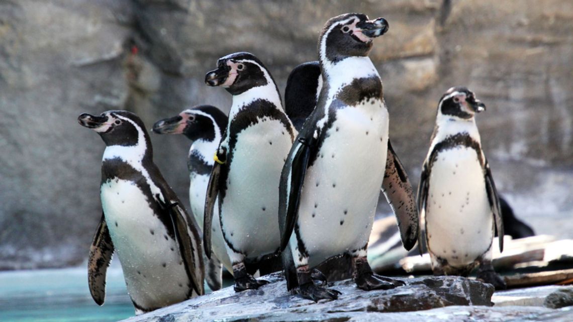 Chorzowska kolonia pingwinów znów się powiększyła! Nieloty do śląskiego zoo przyjechały z niemieckiego Halle