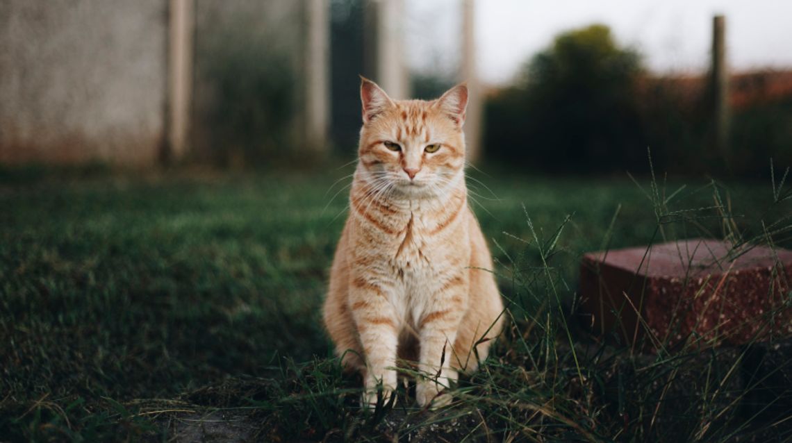 Chorzowski pakiet dla dzikich kotów