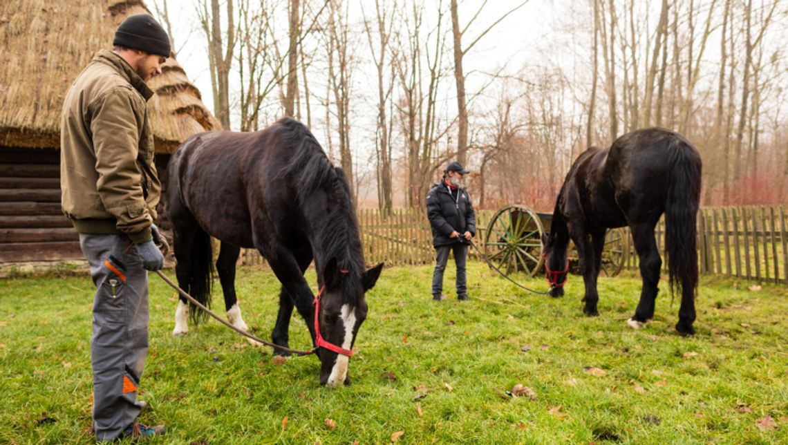 Chorzowski skansen ma nowych mieszkańców Chorzowski skansen ma nowych mieszkańców