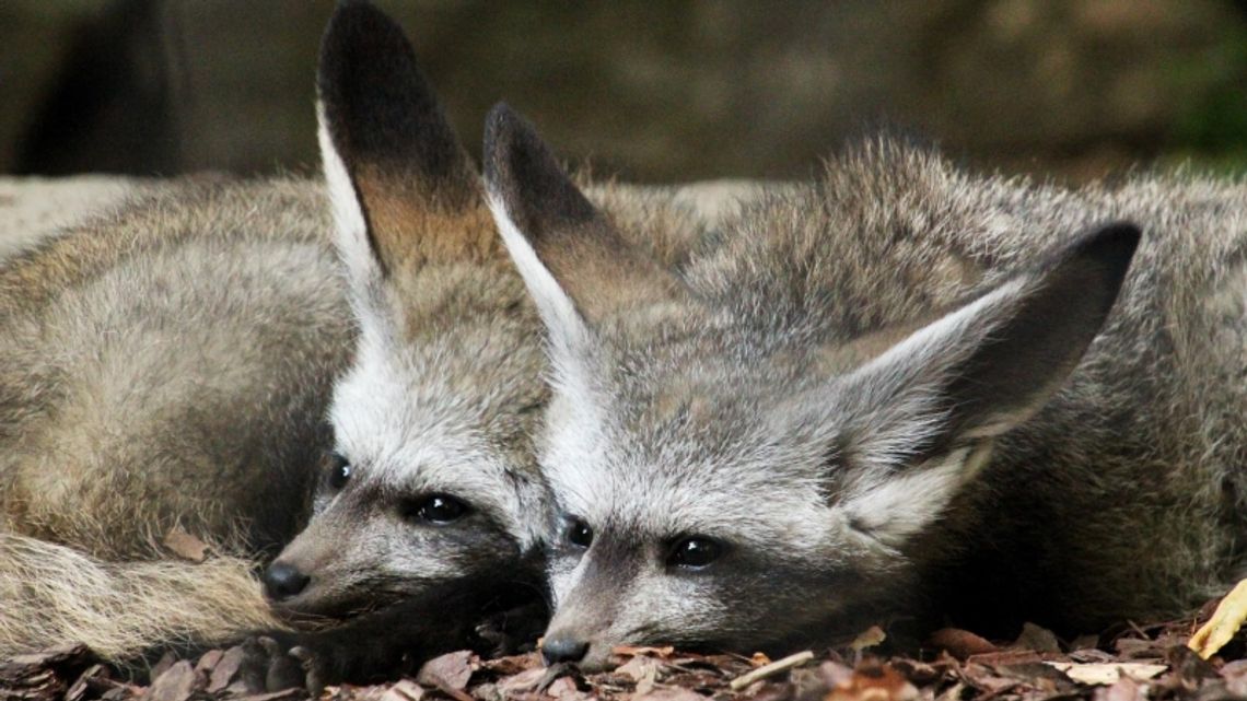 Chorzowskie otocjony zamieszkały już w swoim nowym domu! Zyskają również odwiedzający Śląskie ZOO