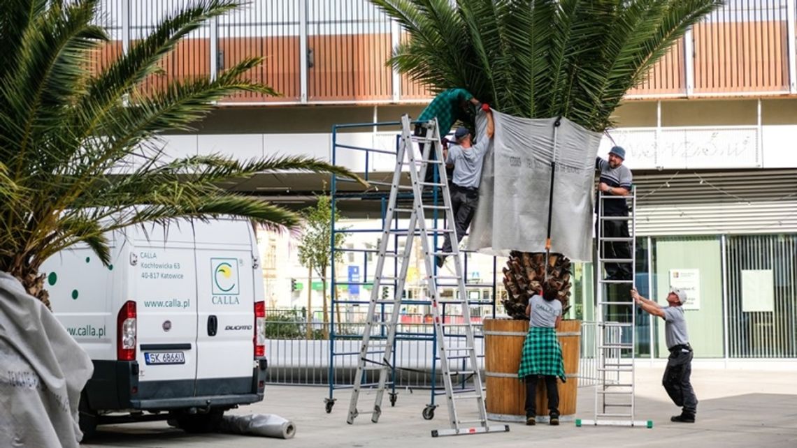 Chorzowskie palmy przezimują w Katowicach Chorzowskie palmy przezimują w Katowicach