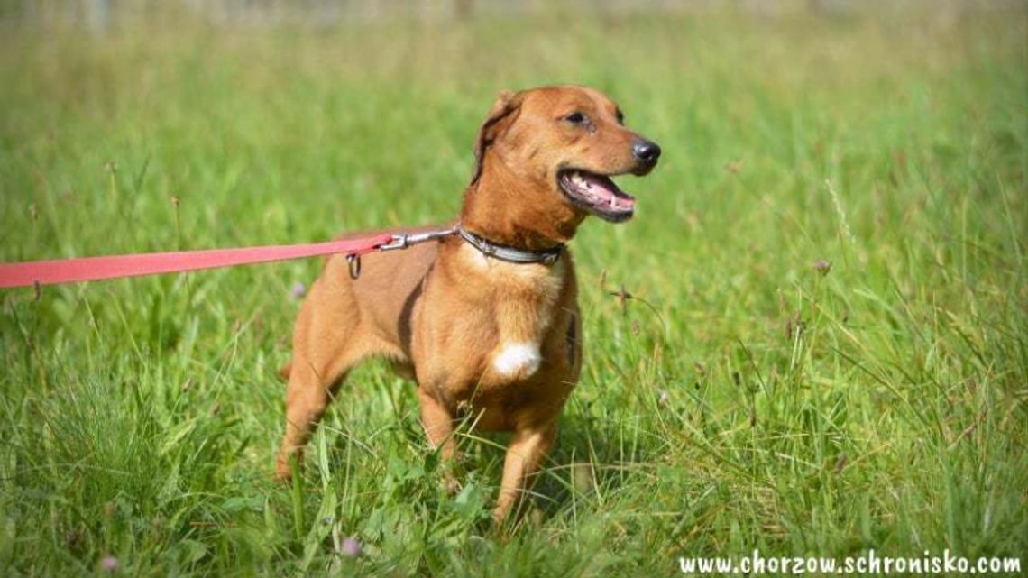 Chorzowskie Schronisko zaprasza na Piknik z Kundelkiem