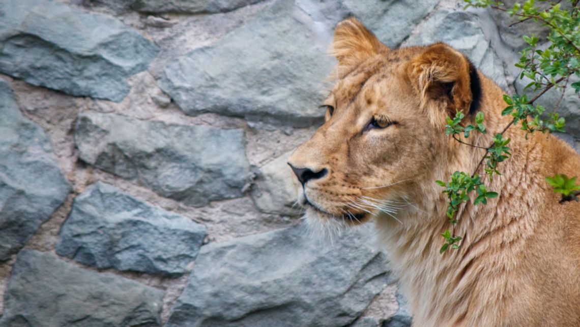Chorzowskie zoo ma nową mieszkankę