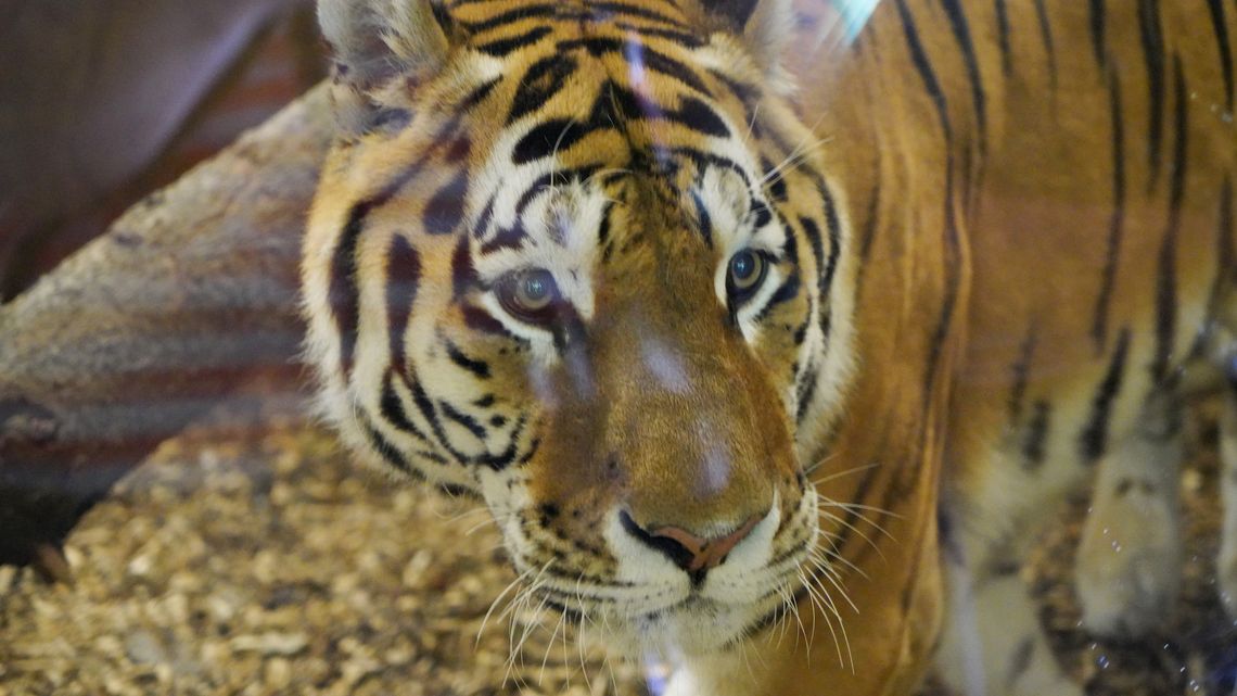 Chorzowskie zoo znów ma tygrysa. Zwiedzający mogą go już podziwiać na wybiegu
