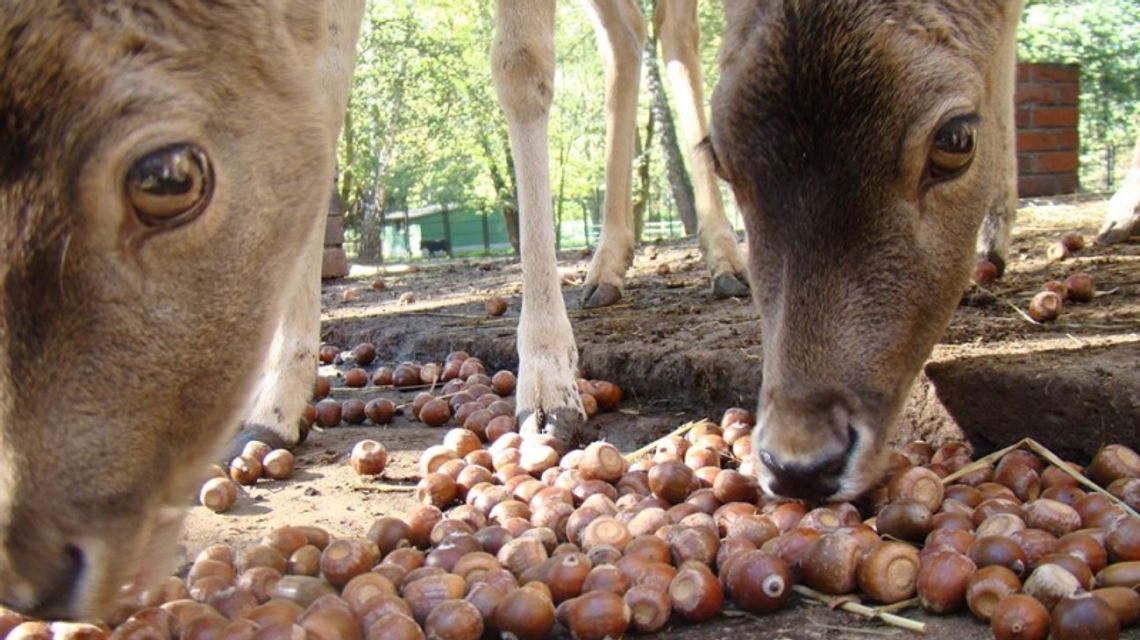 Co wydarzyło się w zoo w 2019 roku?