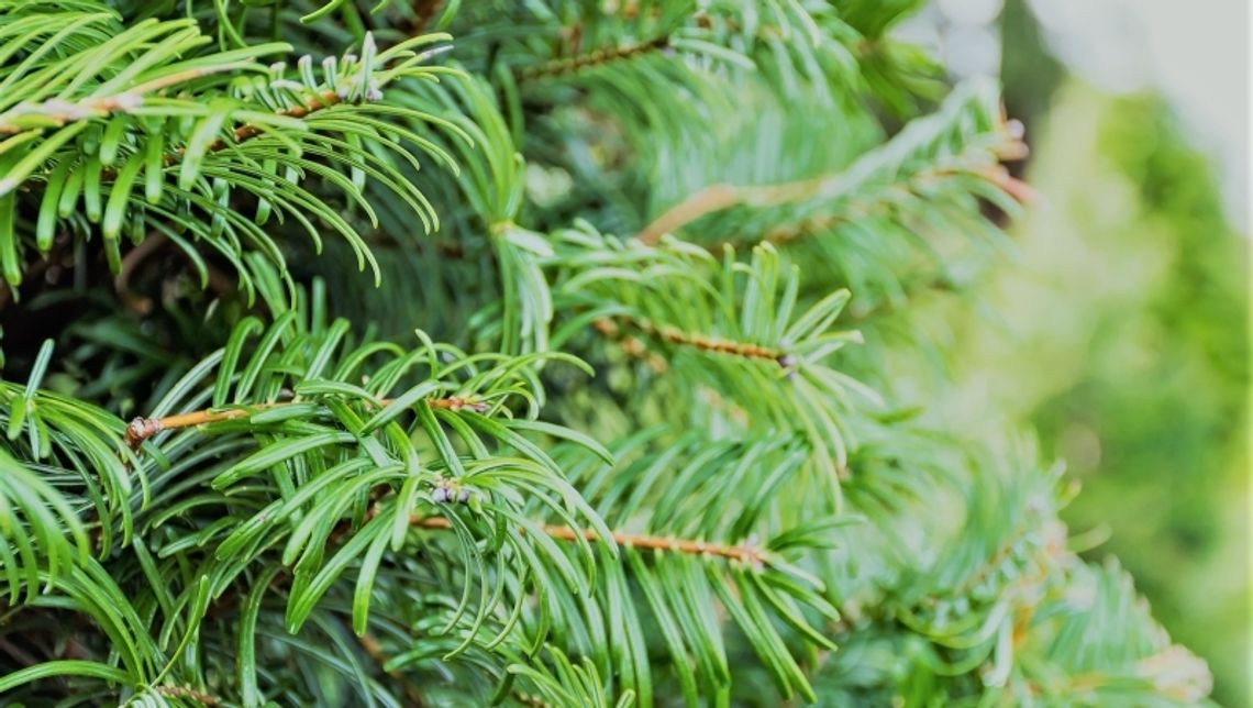 Co zrobić ze świątecznym drzewkiem?