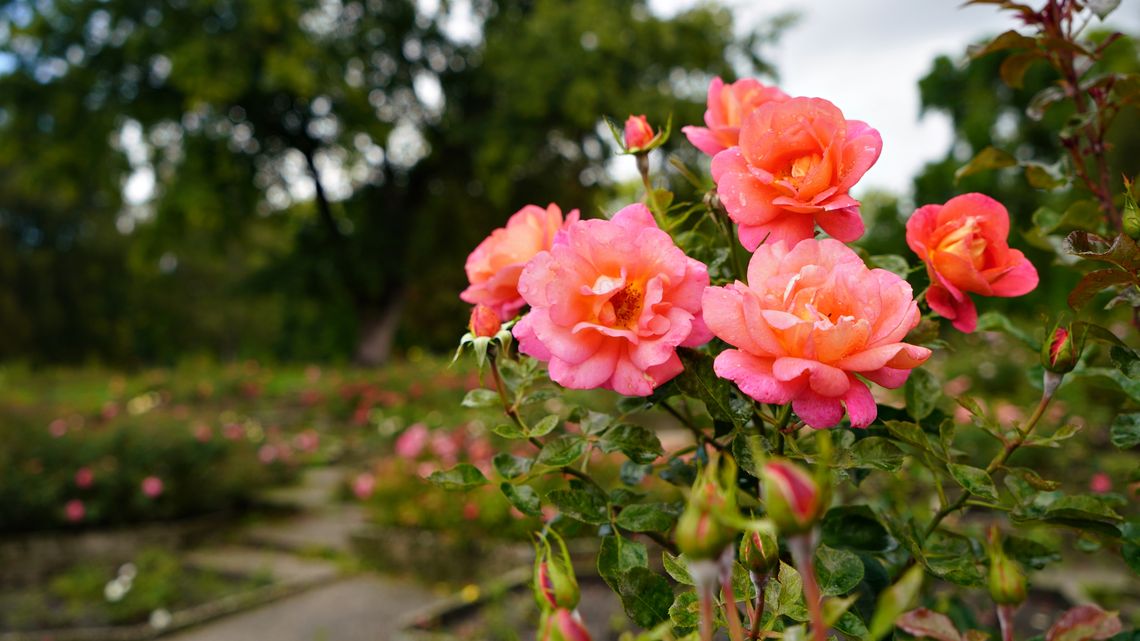 Coraz bliżej do modernizacji Rosarium. Ogród wkrótce odzyska swój dawny blask!