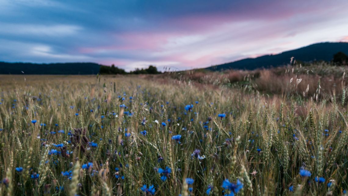 Czy województwo śląskie zmieni nazwę? Czy województwo śląskie zmieni nazwę?