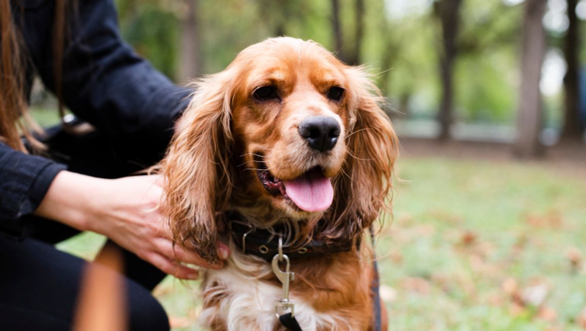 Czy za spacer z psem można dostać mandat?