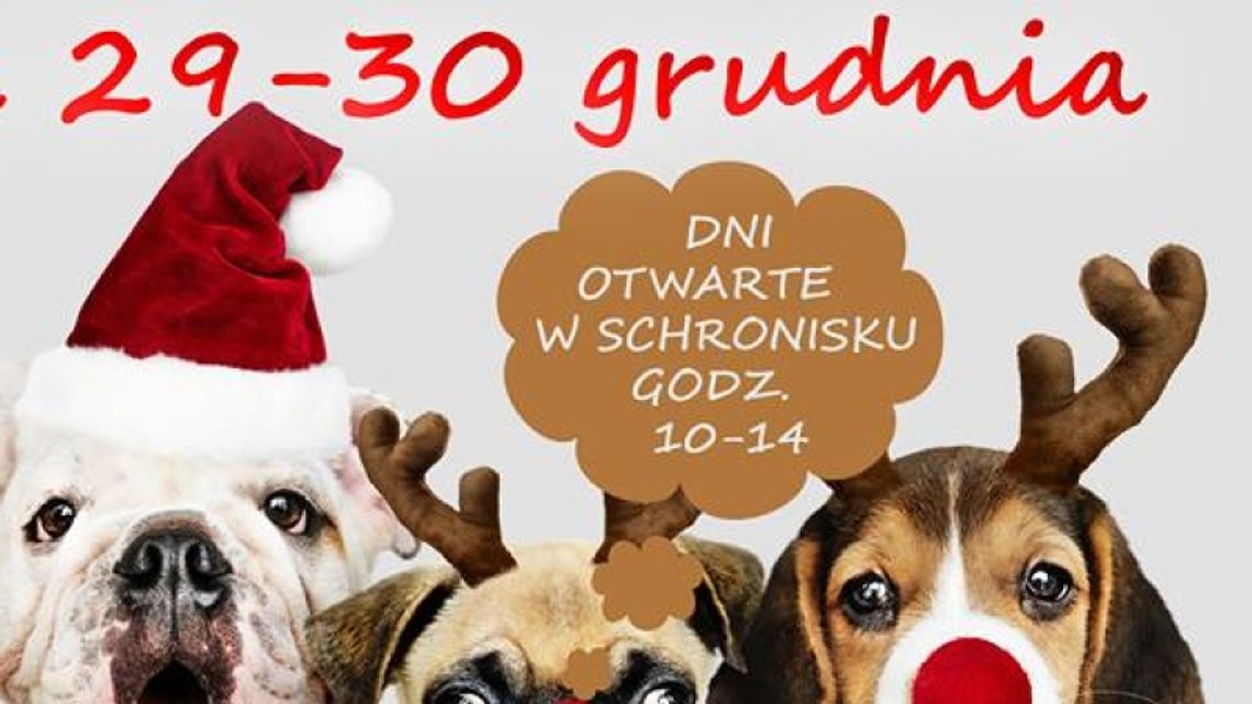 Dni otwarte chorzowskiego schroniska Dni otwarte chorzowskiego schroniska