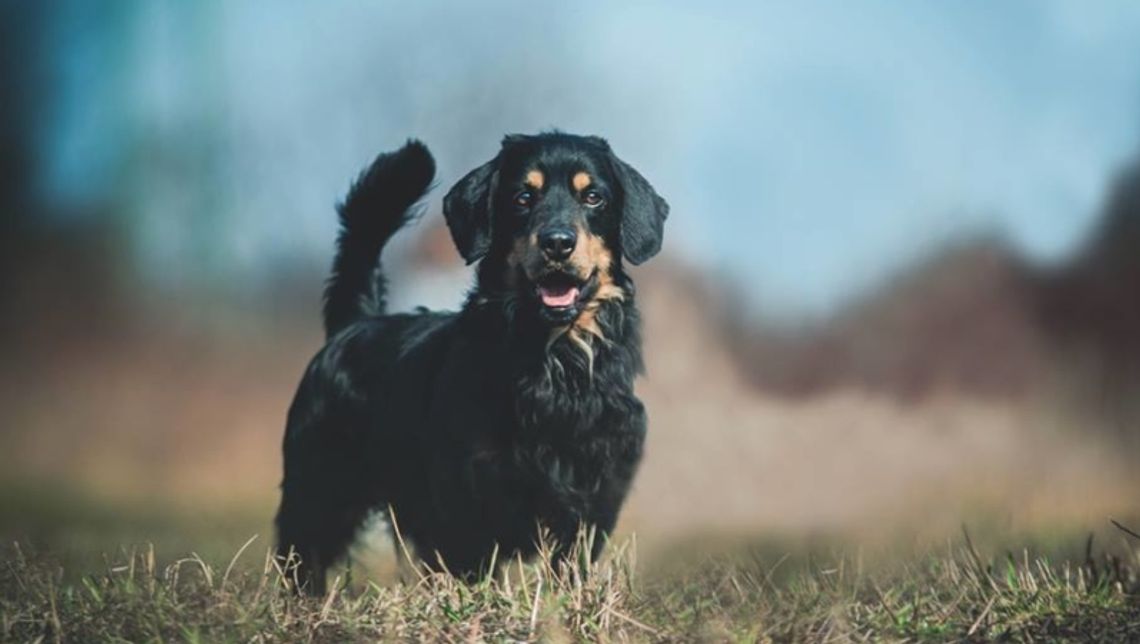 Dni otwarte chorzowskiego schroniska
