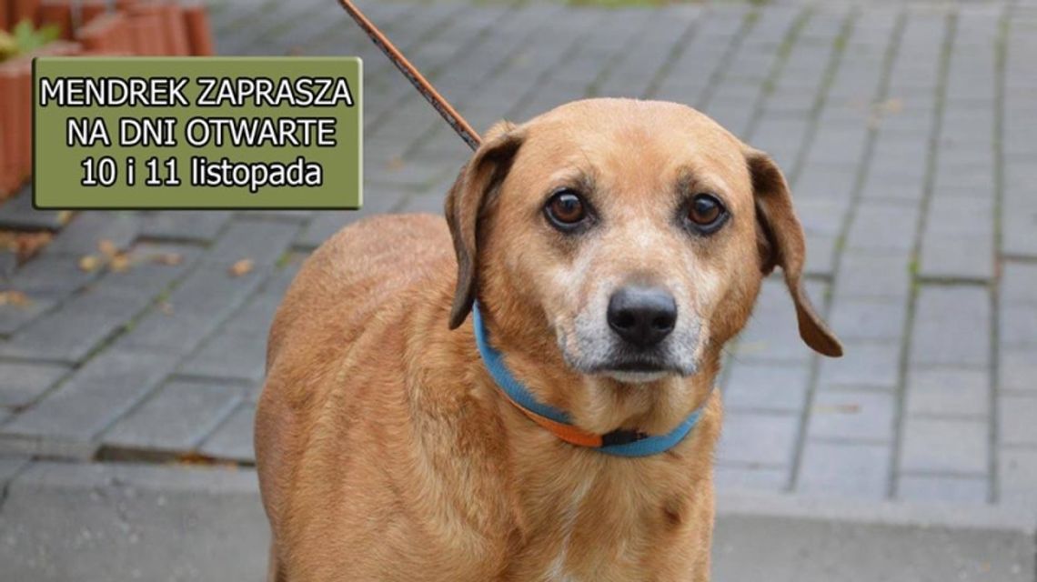 Dni otwarte w chorzowskim schronisku!