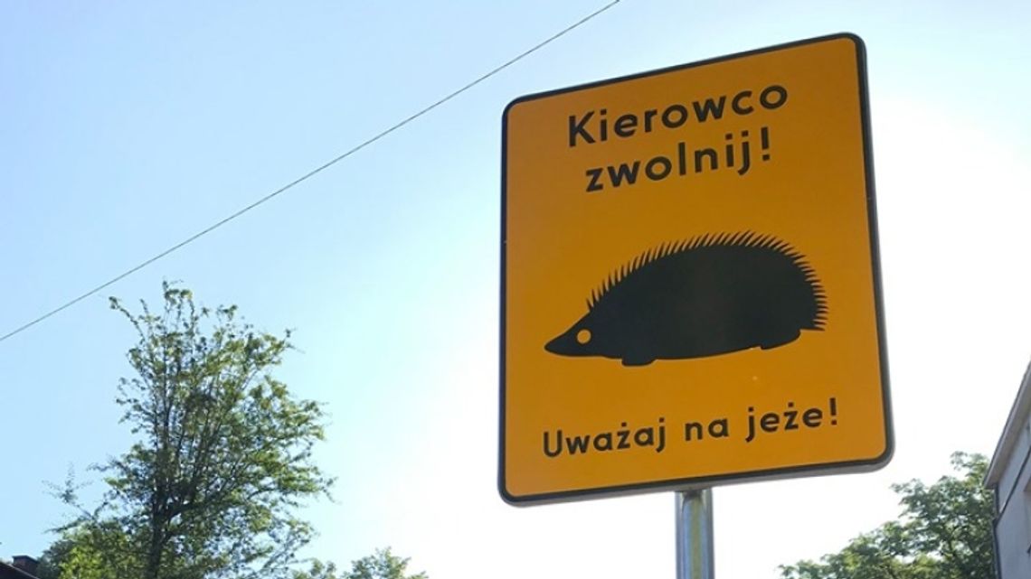 Dokąd nocą tupta jeż? Dokąd nocą tupta jeż?