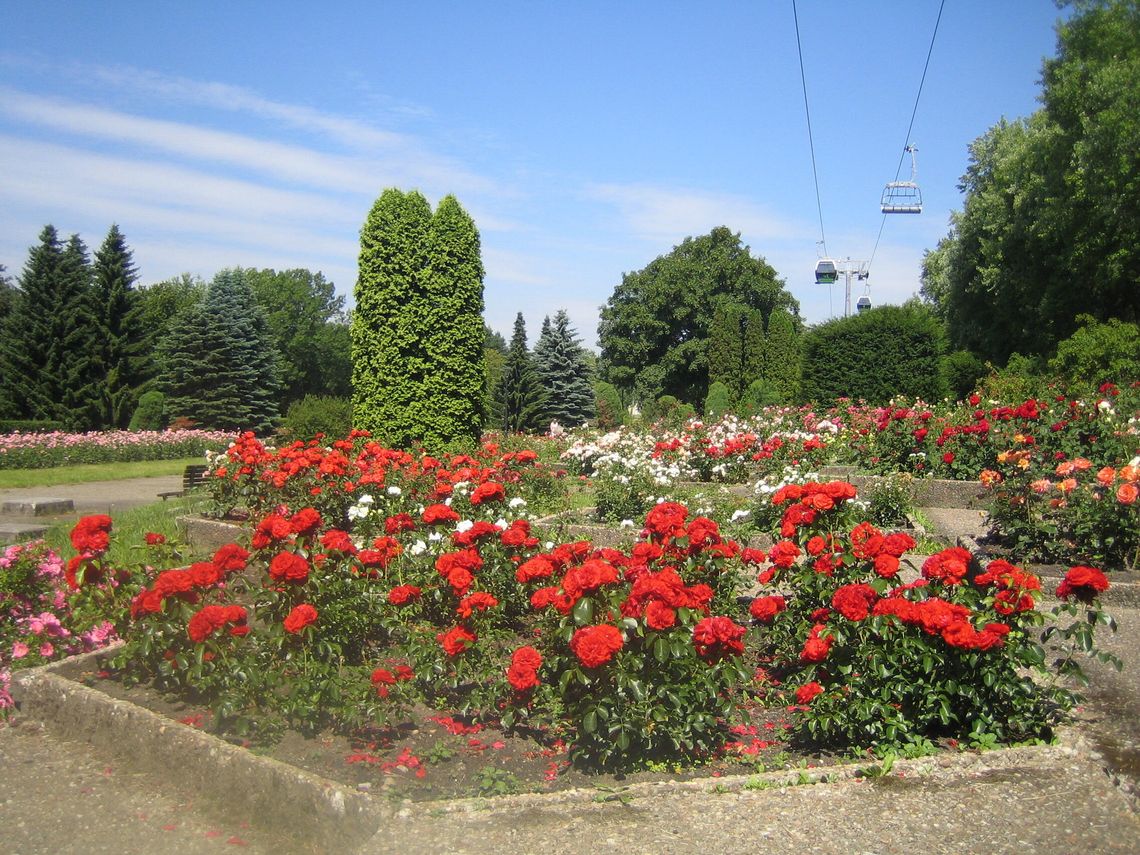 Drugie życie parkowych róż – wyjątkowa akcja Fundacji Park Śląski