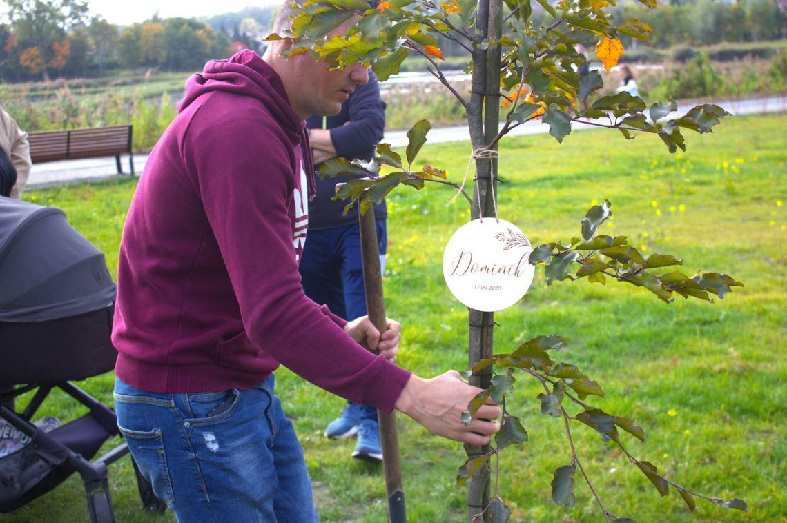 "Drzewko za dziecko" w Świętochłowicach. Kolejna edycja społecznej inicjatywy prezydenta Daniela Begera