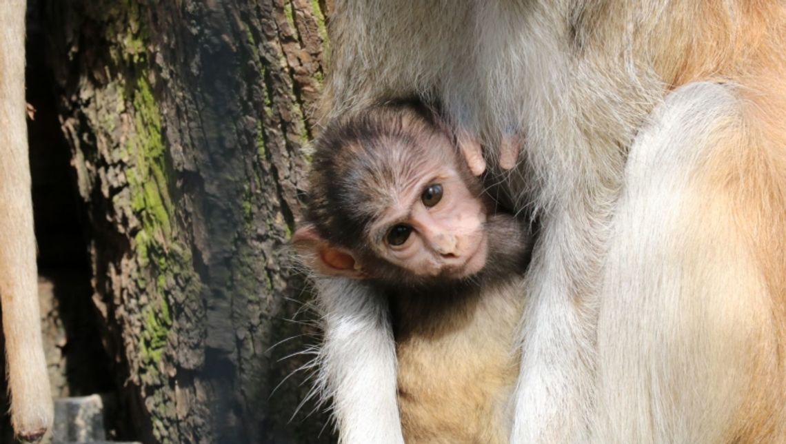 Dwa miesiące z życia zoo Dwa miesiące z życia zoo