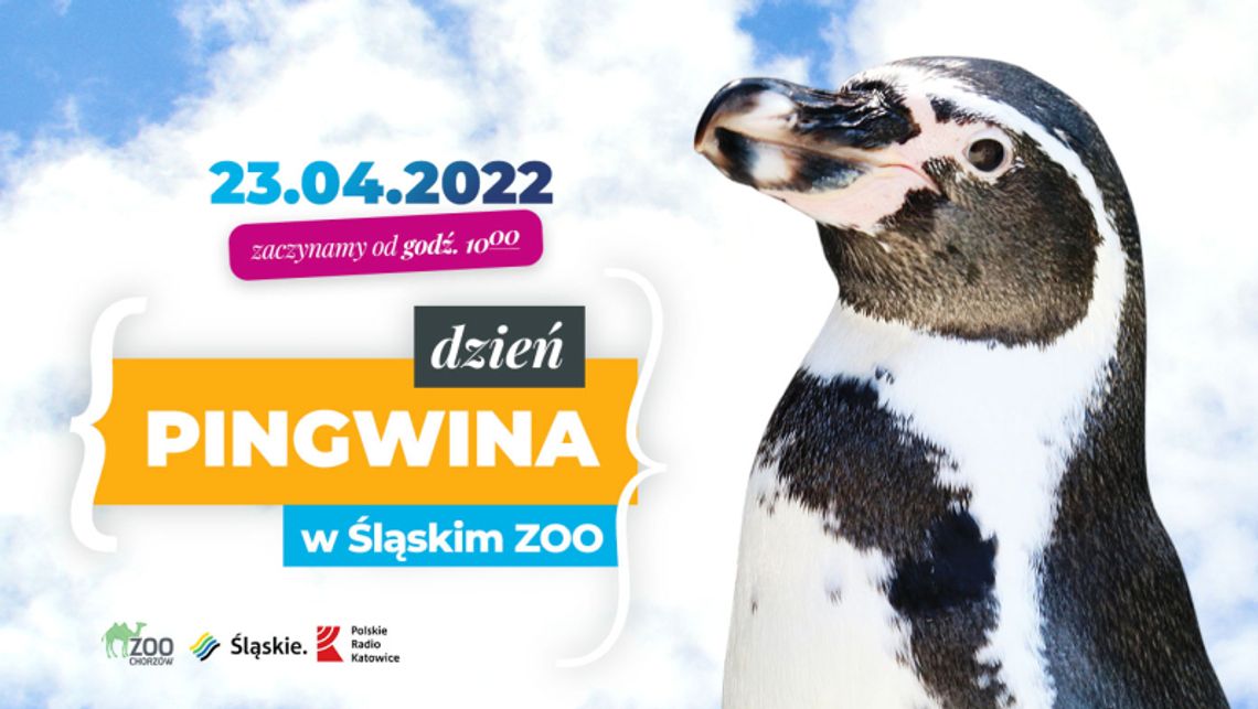 Dzień Pingwina w śląskim zoo Dzień Pingwina w śląskim zoo