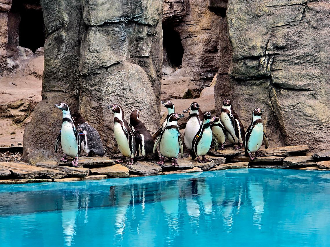 Dzień Pingwina w Śląskim ZOO – rodzinne święto jednych z najbardziej lubianych mieszkańców ogrodu Dzień Pingwina w Śląskim ZOO – rodzinne święto jednych z najbardziej lubianych mieszkańców ogrodu
