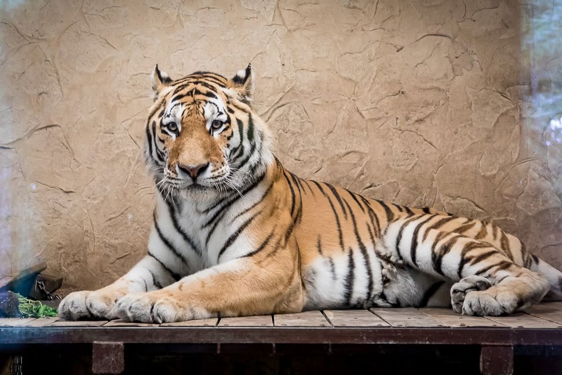 Dzień Tygrysa w śląskim zoo. Znamy już program "kociej imprezy"!