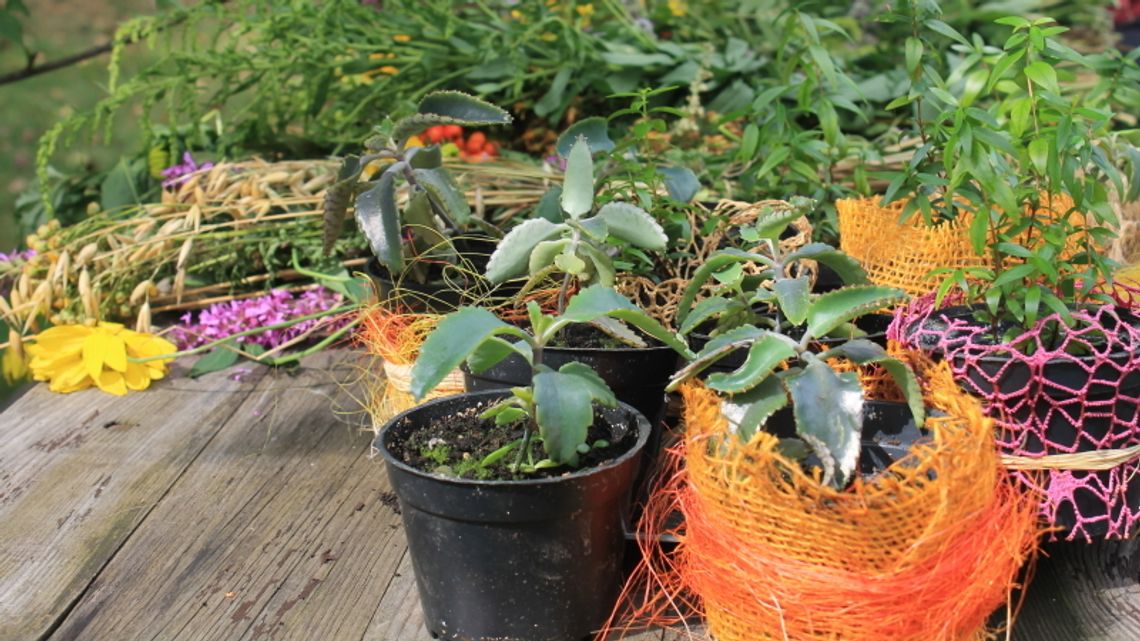 Dzień ziół w skansenie