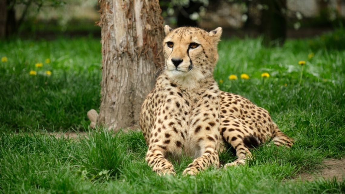 Gepardy urodzone w śląskim zoo wyruszyły w świat Gepardy urodzone w śląskim zoo wyruszyły w świat