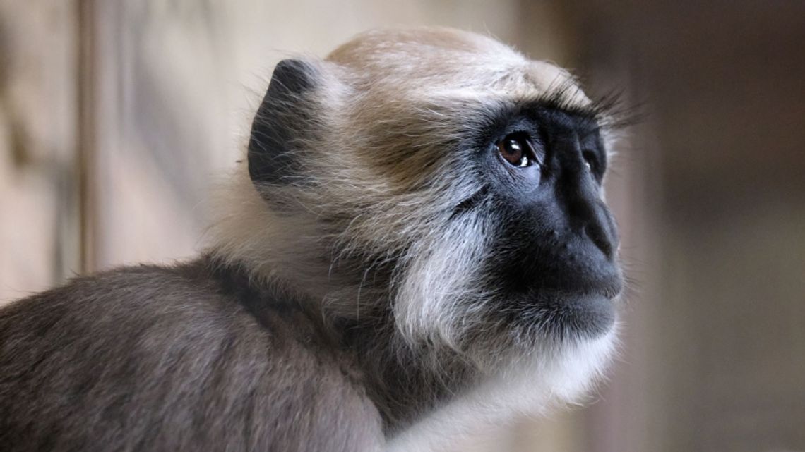 Hulmany zamieszkały w śląskim zoo Hulmany zamieszkały w śląskim zoo