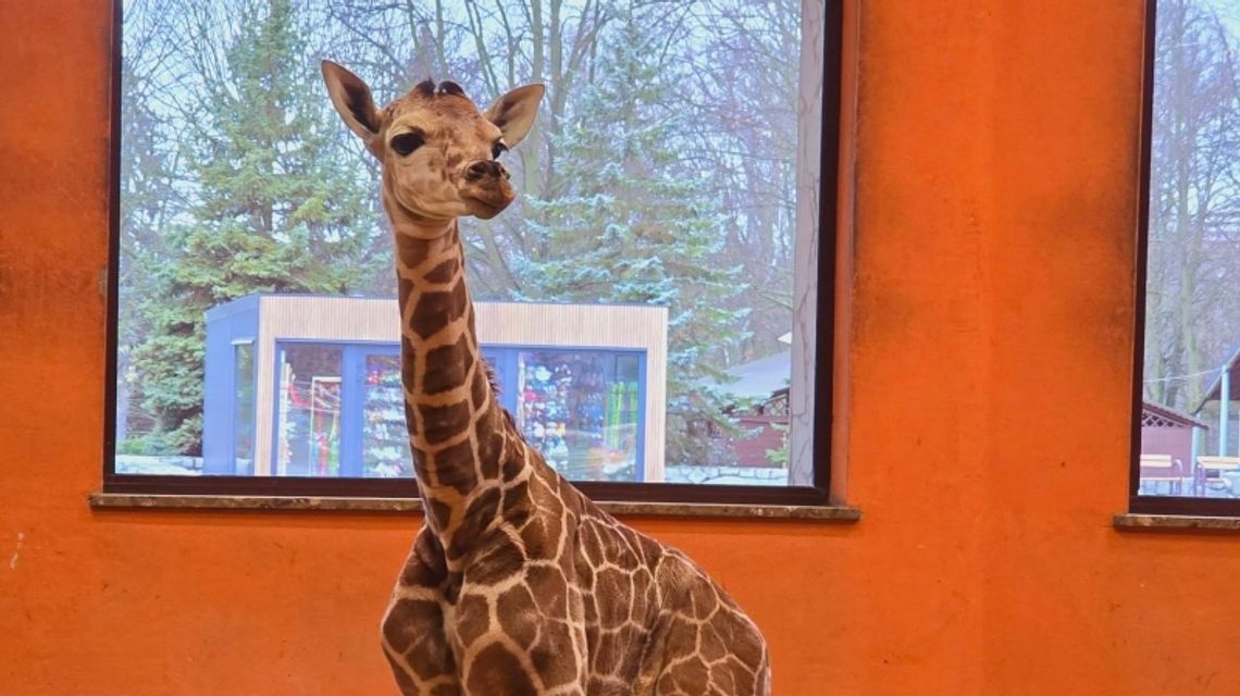 Imię dla mieszkańca śląskiego zoo wybrane! Pomogli internauci