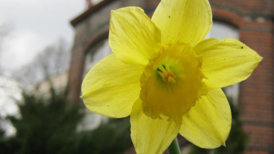 Inauguracja XI Chorzowskiej Kampanii Pola Nadziei