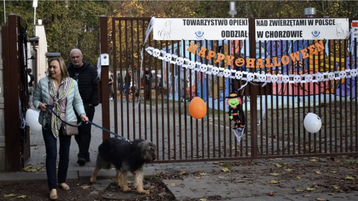 Iskrzy między chorzowskimi organizacjami prozwierzęcymi