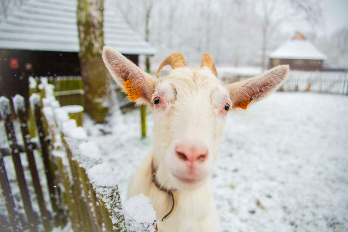 Jeden z ulubionych etnospacerów powraca do Skansenu!